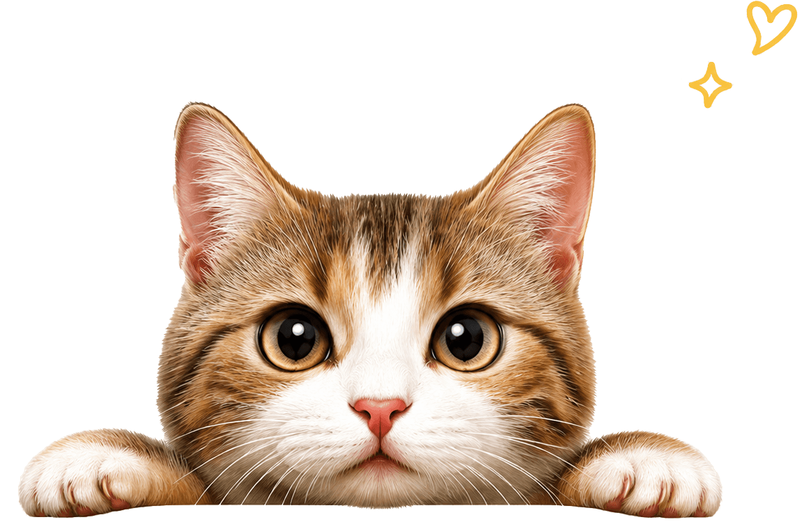 котик
